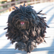 Illustration for article titled Zuck Is Having a Baby, But What About That Adorable Dog?